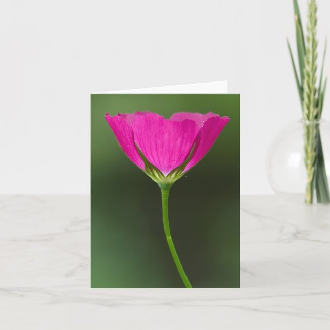 Cartes pour notes de fleur sauvage de Winecup (Devant)
