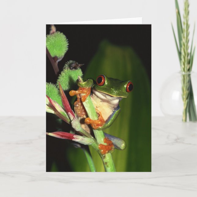 Cartes pour notes de grenouille (Devant)