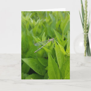 Cartes pour notes de libellules d'argent (vierge à