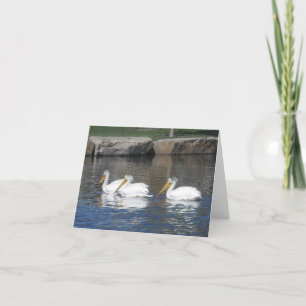 Cartes pour notes de pélicans