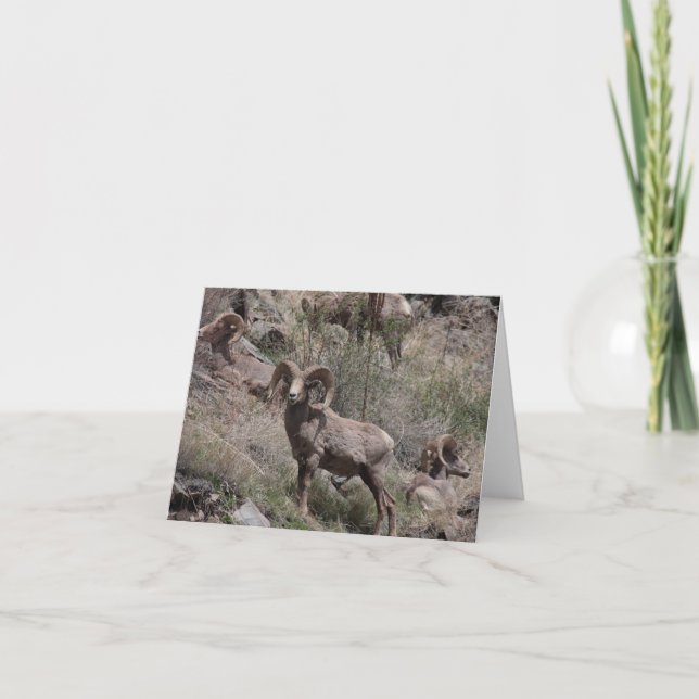 Cartes pour notes du mouton de Bighorn (Devant)