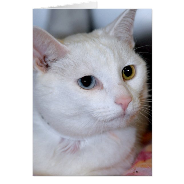 Cartes Tout-Blanches de salutation/note de chat de (Devant)