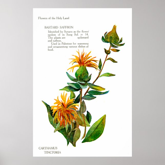 Carthamus Tinctoria Poster (Vorne)