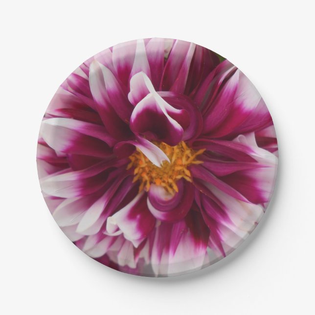 Cartheuserin Pappteller (Vorderseite)