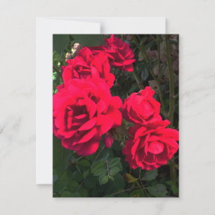 Cartons Réponse Jardin de rosiers rouges romantiques