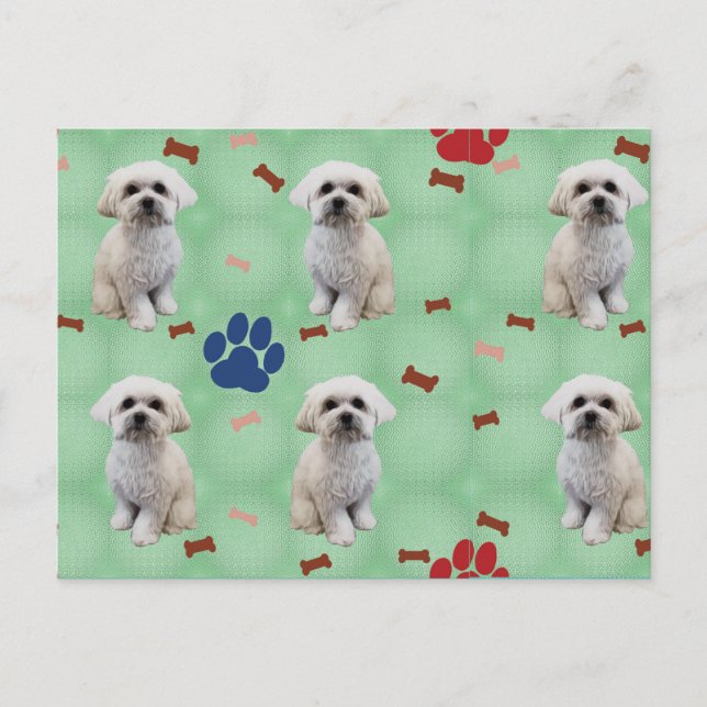 Cartoon Maltese Postkarte (Vorderseite)