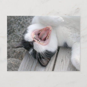 Carulmare Cat Yawn CC0379 Carte postale