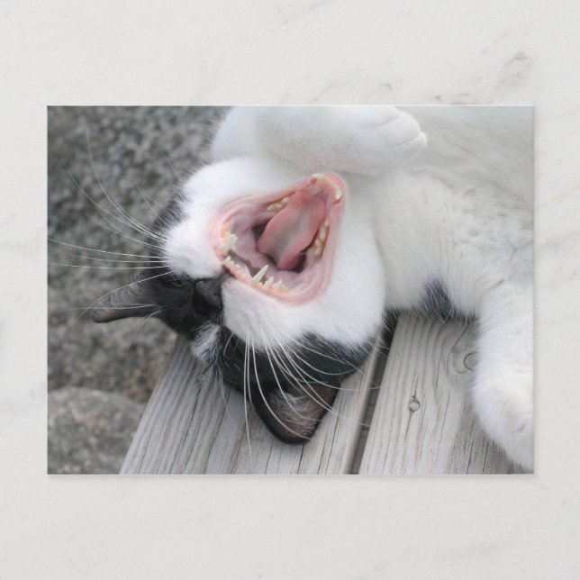 Carulmare Cat Yawn CC0379 Postkarte (Vorderseite)