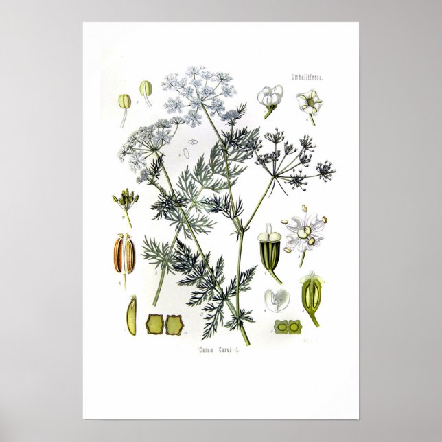 Carum carvi (Kümmel) Poster (Vorne)