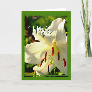 Casablanca Lily Grußkarte 005 Karte
