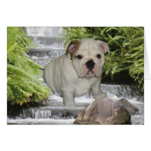 Cascade Bulldog Puppy Card