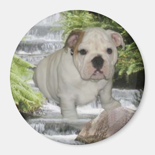Cascade Bulldog Puppy Magnet (Devant)