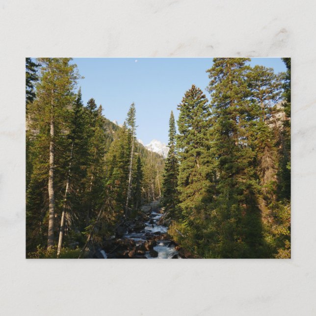 Cascade Creek bei Grand Teton Postkarte (Vorderseite)