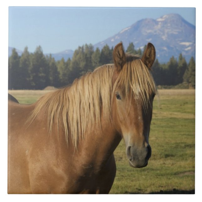 Cascade Range | Kastanienbraunes Pferd Fliese (Vorderseite)