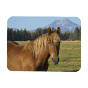 Cascade Range Kastanienbraunes Pferd Magnet