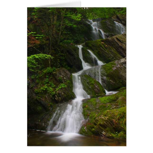 Cascade Twin Berkshires (Devant)