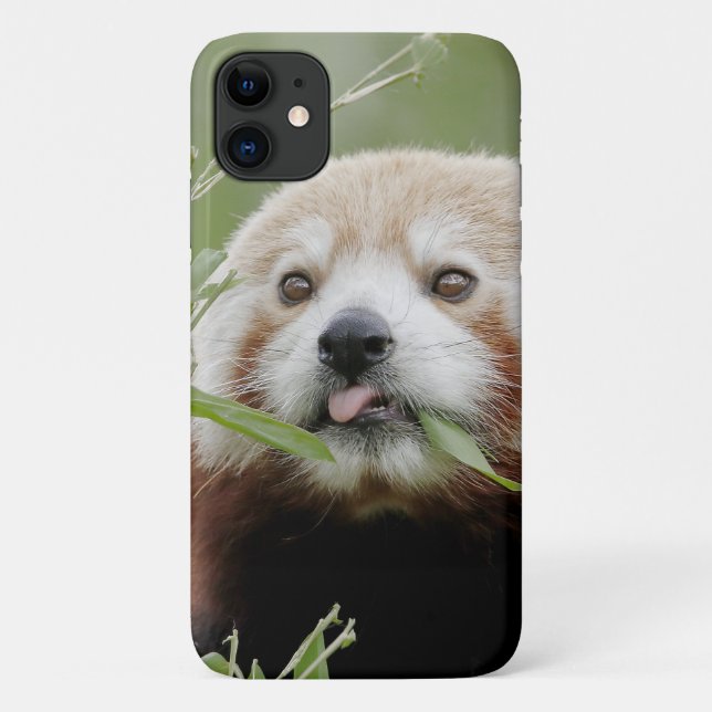 Case Foto roter Panda, Panda roux , Tiere. (Rückseite)