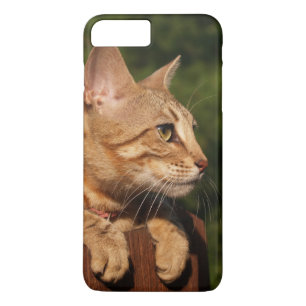 Case Mate Barely There Plus iPhone 7 Case Kitten