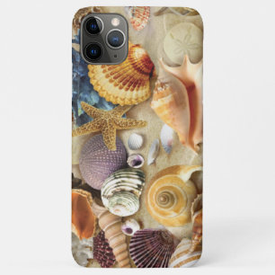 Coques de mer sur la plage