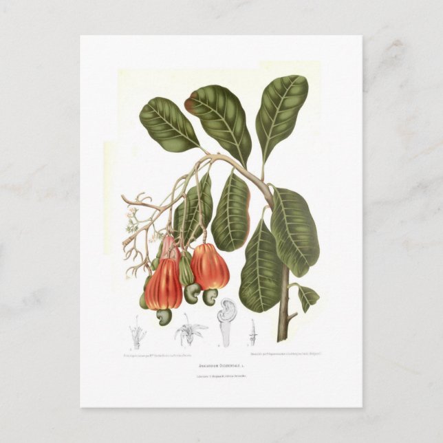 Cashew Postkarte (Vorderseite)