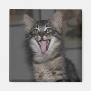 Caspian Yawning Kitten Magnet
