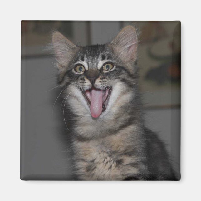 Caspian Yawning Kitten Magnet (Vorne)