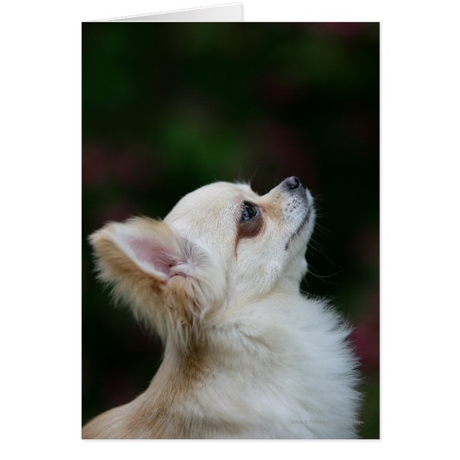 Casque long Haired Chihuahua 2 (Devant)