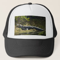 Alligator Américain se reposant le long d'une zone