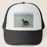 Berger allemand à la plage