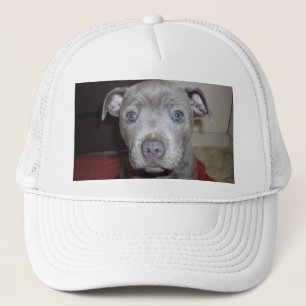 Casquette Blue Staffordshire Bull Terrier Puppy