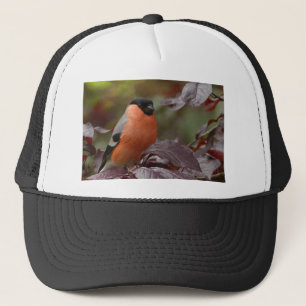 Casquette Bull Finch