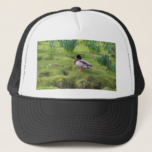 Casquette Canard colvert sur la rive d'une rivière