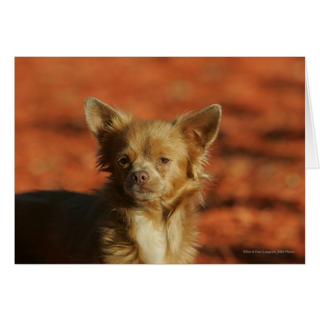 Casquette Chihuahua Puppy (Devant horizontal)