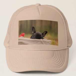 Casquette chiot à la recherche