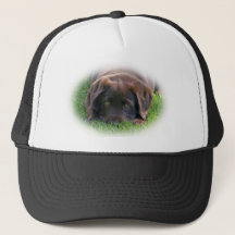 Chiot de laboratoire de chocolat