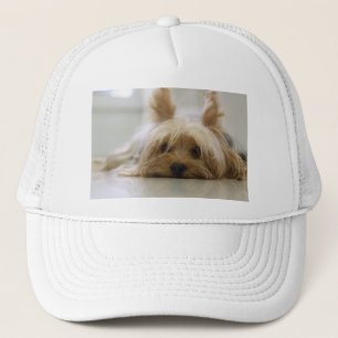 Casquette chiot terrier du yorkshire animal mignon visage ye