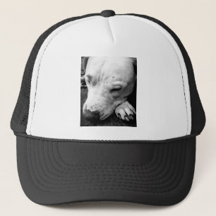 Casquette cicatrice de harry potter chien pit bull blanc