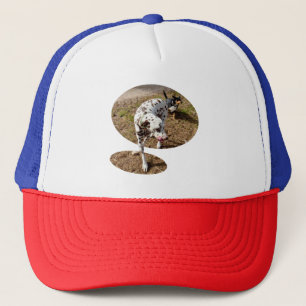 Casquette Dalmatien Brown,
