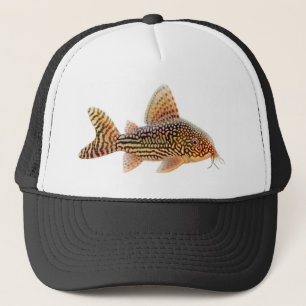Casquette de poisson-chat de Corydoras Sterbai