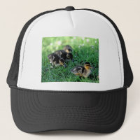 Défilé de canards