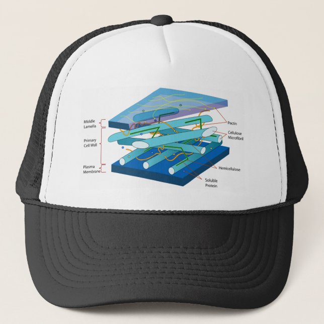 Casquette Diagramme de paroi cellulaire de plante (Devant)