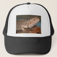 Dragon barbu