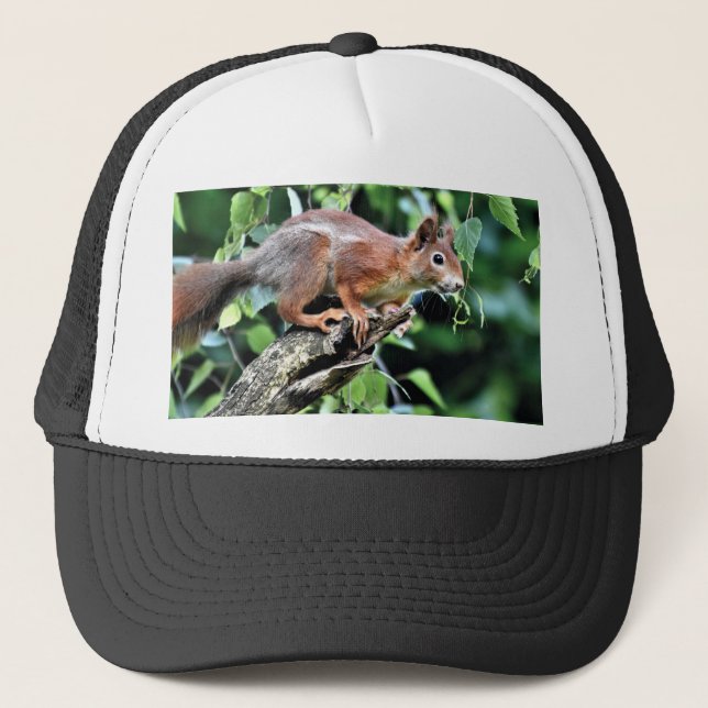 Casquette Écureuil rouge dans l'arbre (Devant)