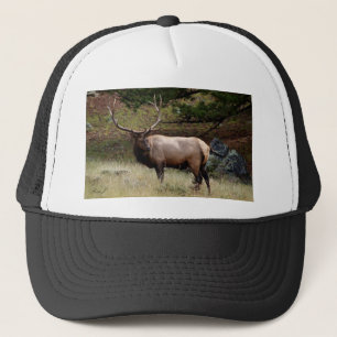 Casquette Elk dans le désert