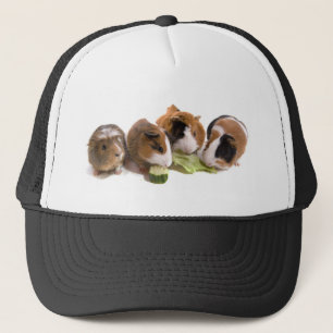 Casquette four guinea pigs who eat,