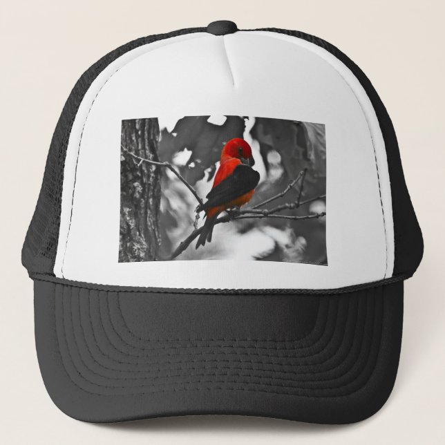 Casquette Homme Scarlet Tanager (Devant)