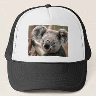 Casquette Koala
