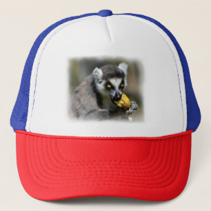 Casquette Lémurien à queue cerclée mangeant une banane