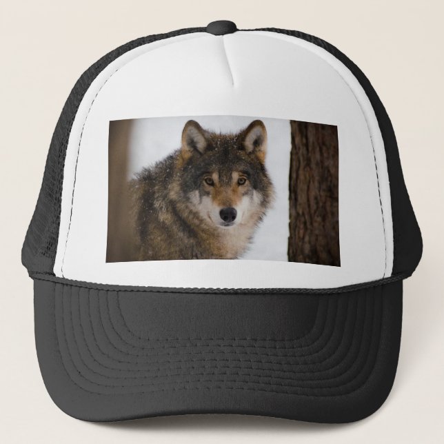 Casquette Loup gris européen (Devant)