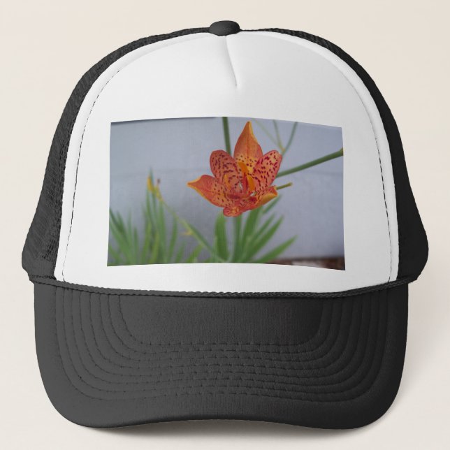 Casquette Lys Blackberry à tache orange claire dans un jardi (Devant)